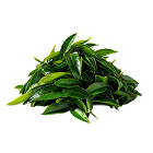 Green Tea Extract